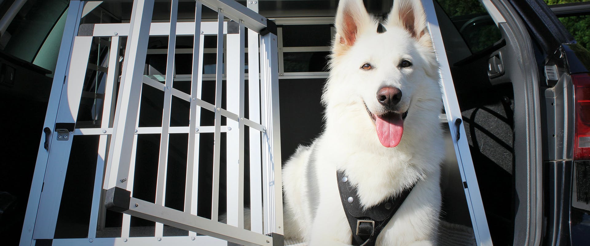 A large white dog sitting in a dog travel crate