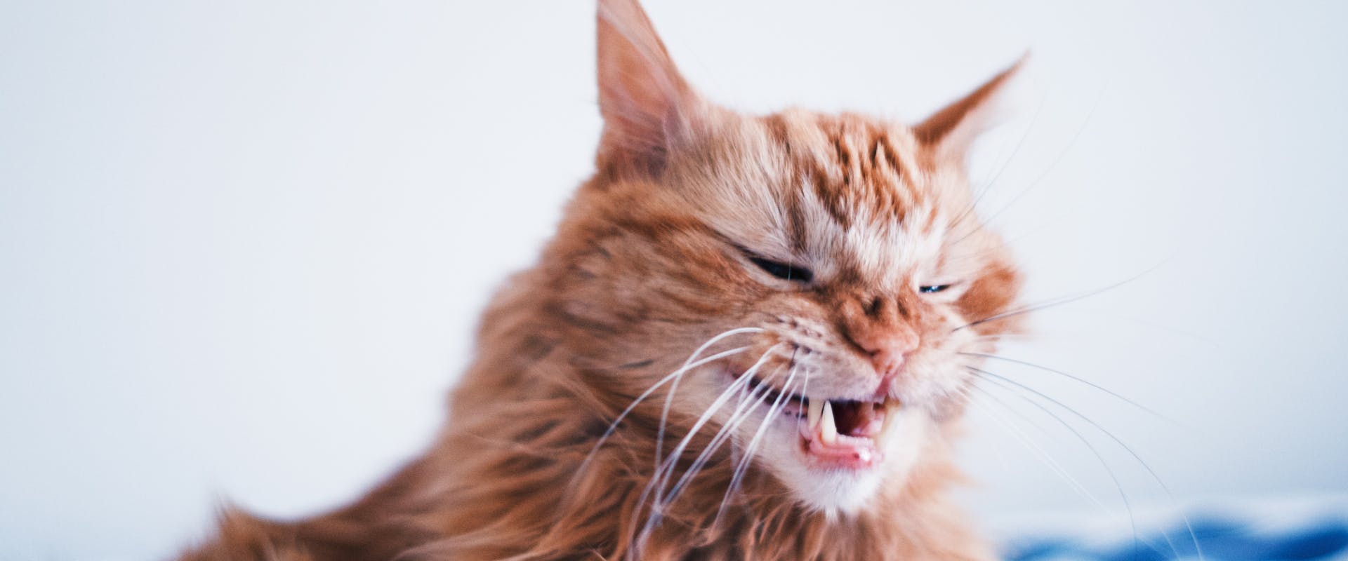 a long haired ginger cat sneezing