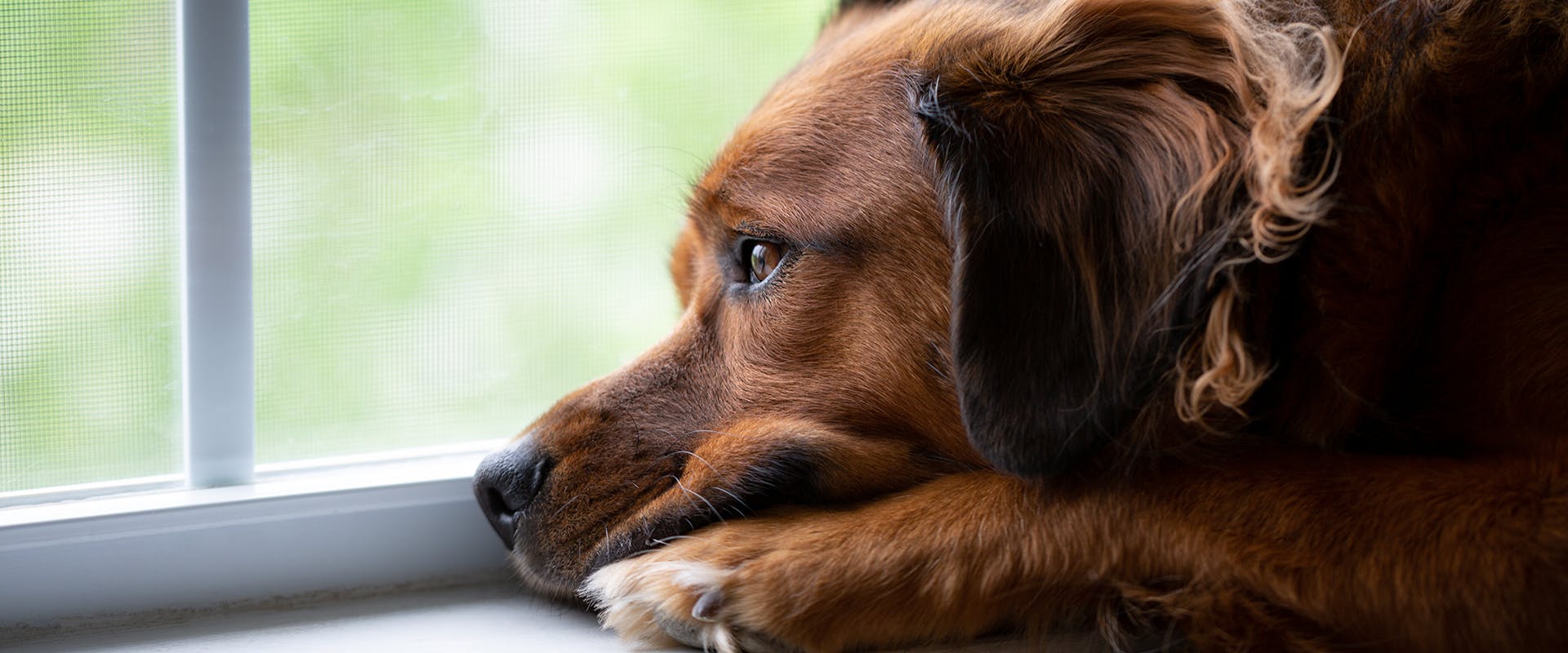 A dog resting its head and paws on a windowsill looking out of the window