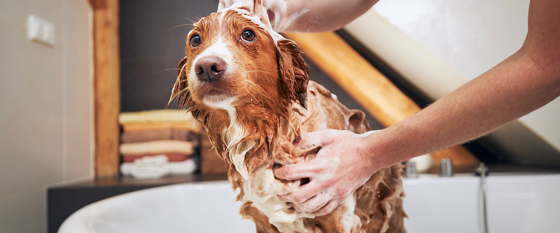 A person washing a dog in the bath tub