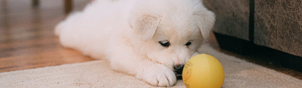 A puppy laying down on the floor, looking at a yellow ball