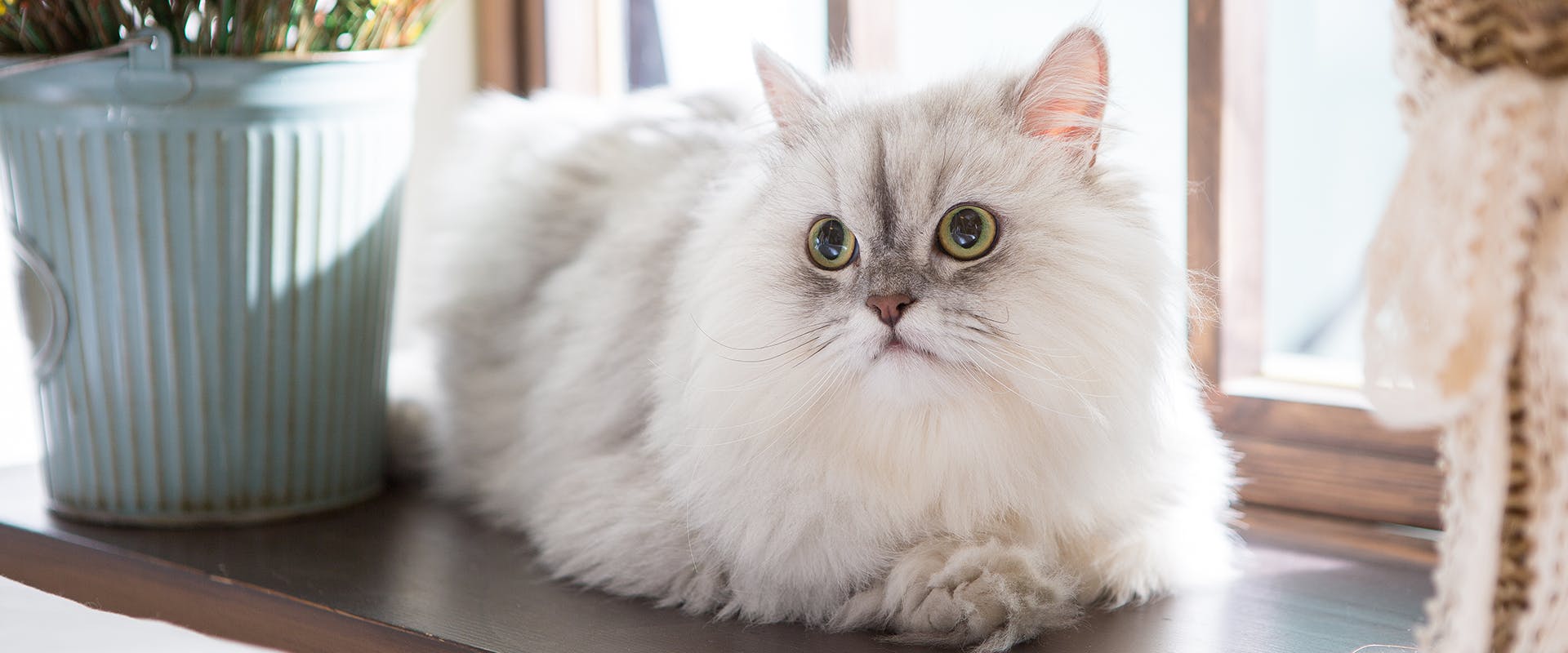 A cute, friendly Persian cat sitting on a windowsill