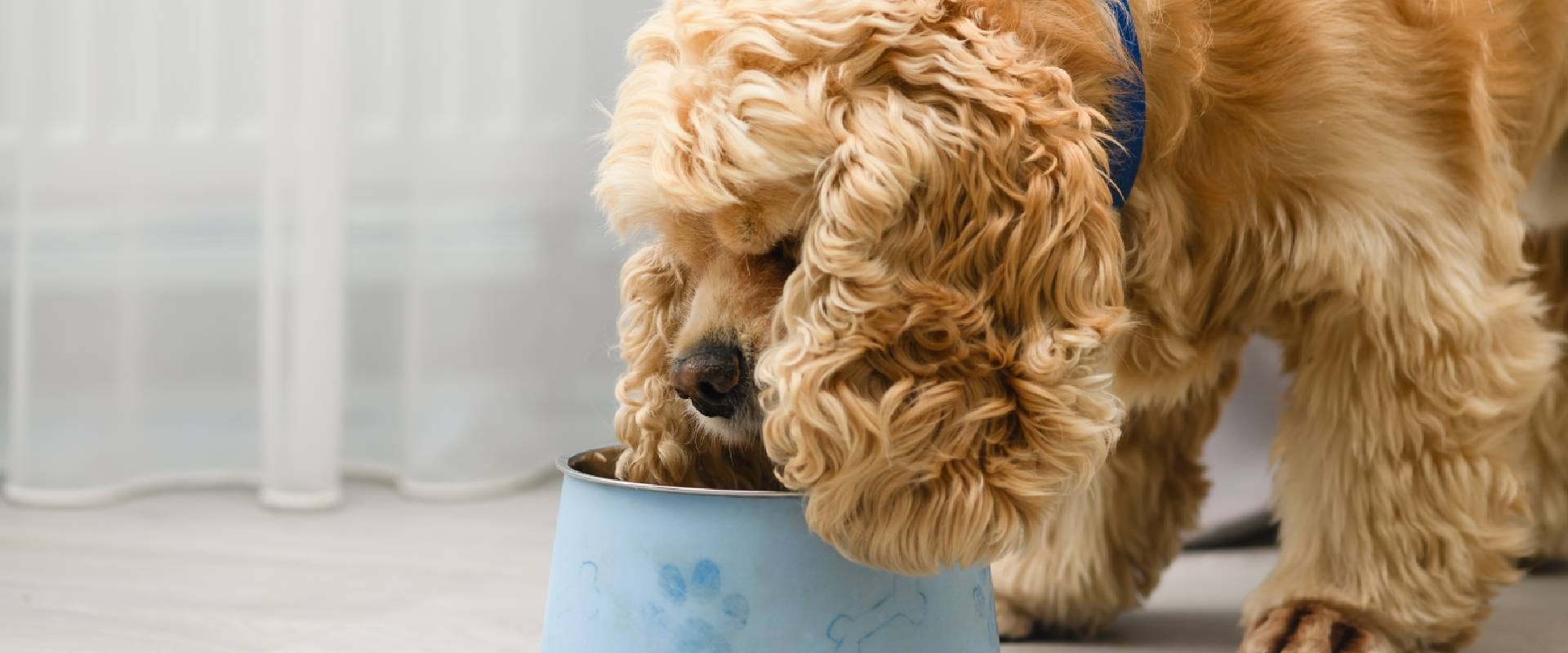 Fluffy dog eating from a blue bowl