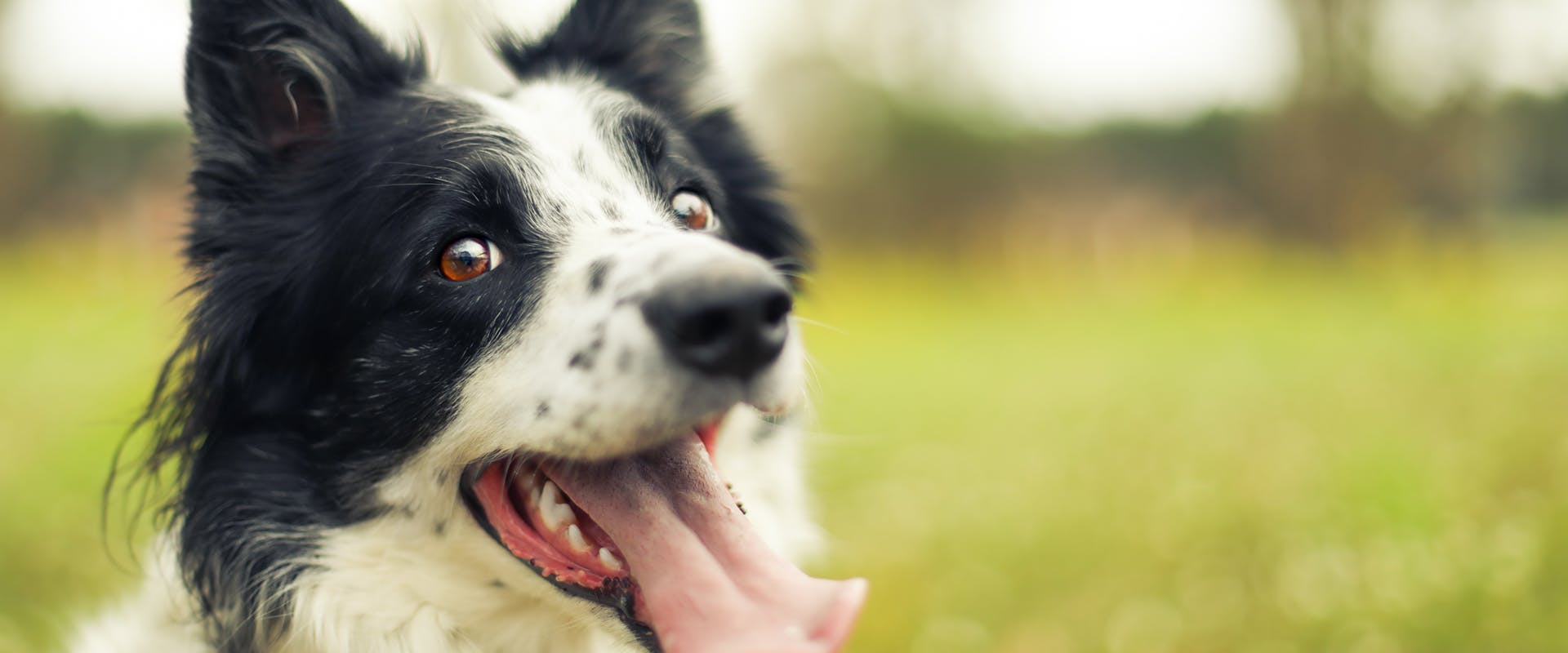 A happy looking Border Collie dog