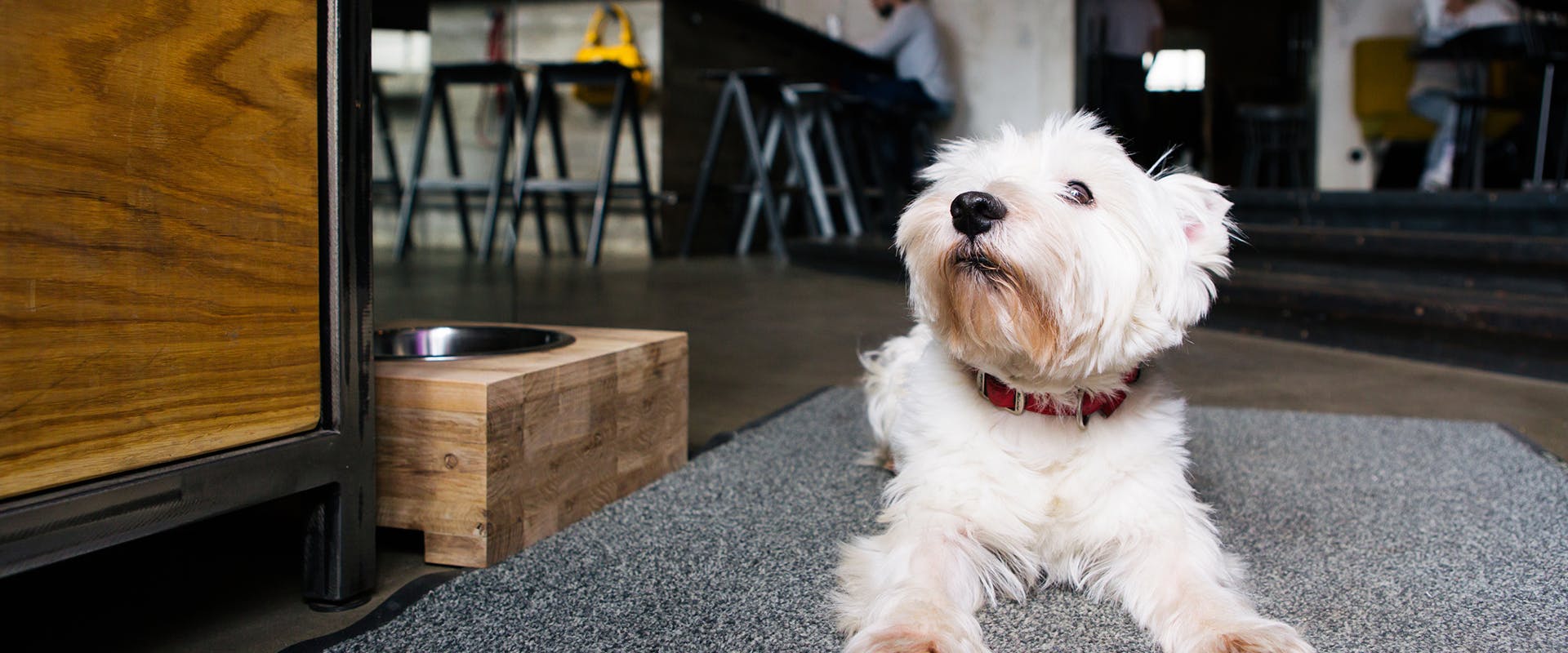 A dog sitting on the floor of a dog-friendly cafe