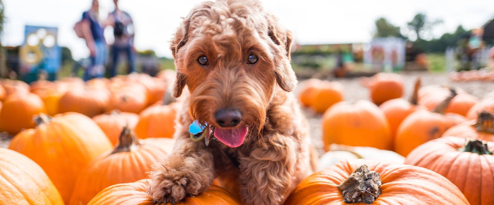 Puppy amongst pumpkins