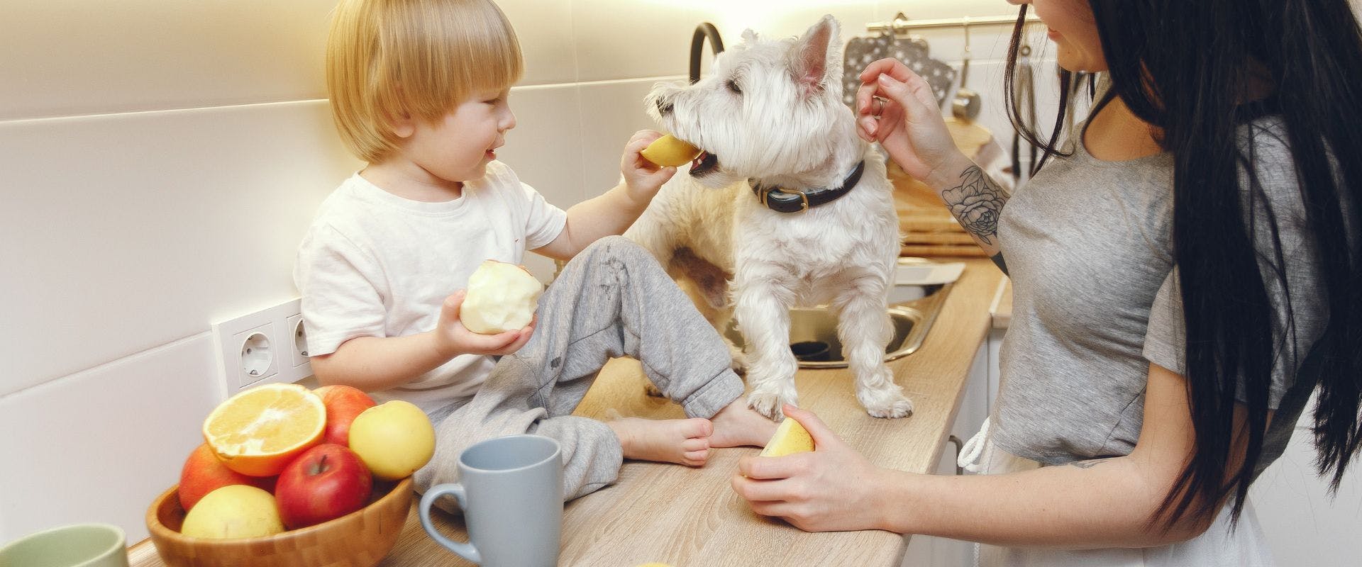West Highland Terrier dog eating lemon