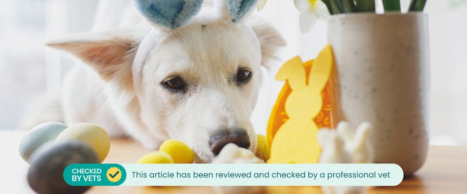 A dog sniffing at a pile of Easter eggs and bunny decorations
