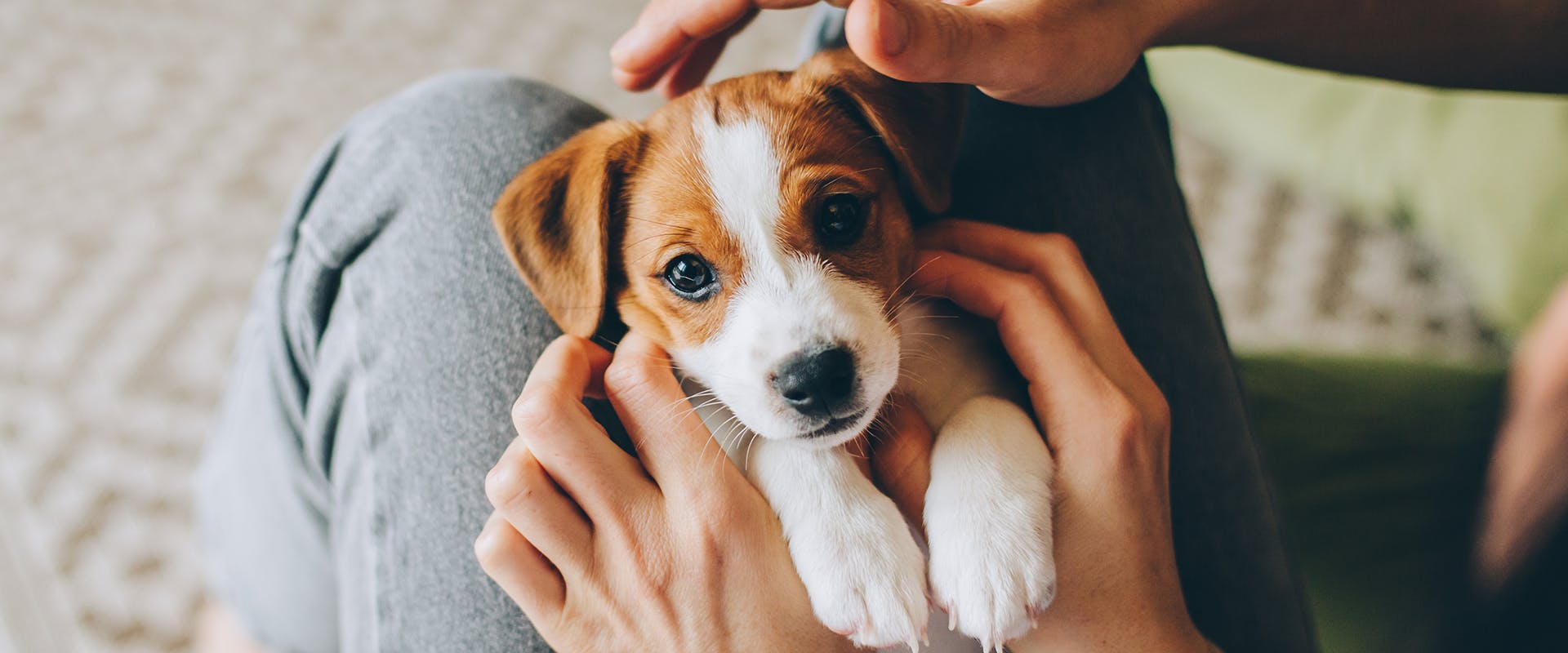 A cute Jack Russell puppy lying on its back on a person's legs, the person's hands wrapped around them