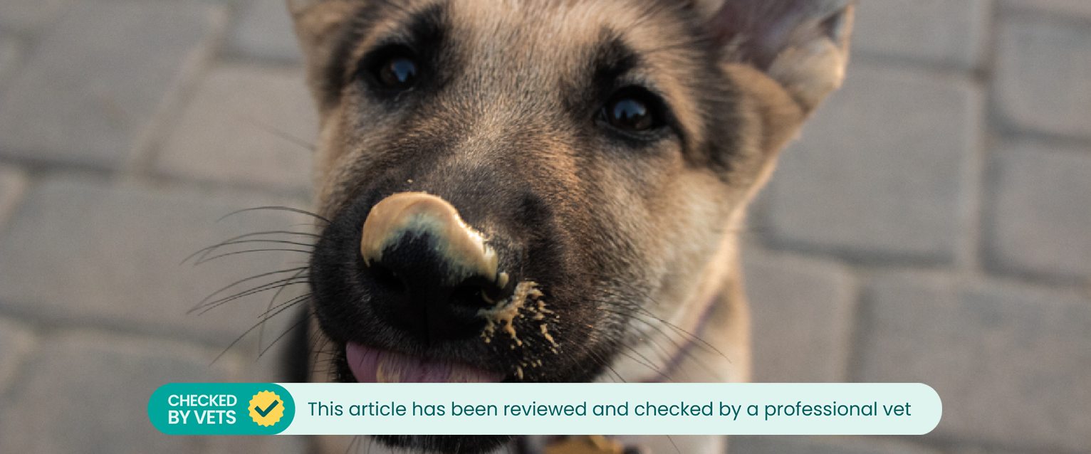 A dog with peanut butter on its nose.