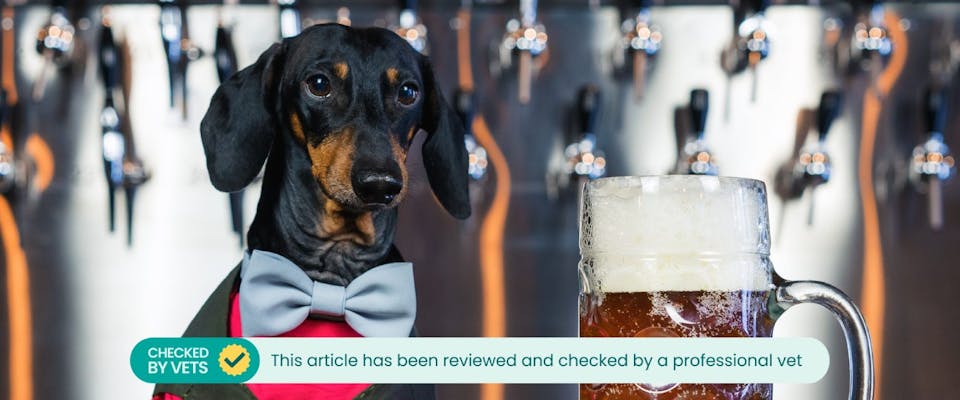 A dog at a bar with a beer.