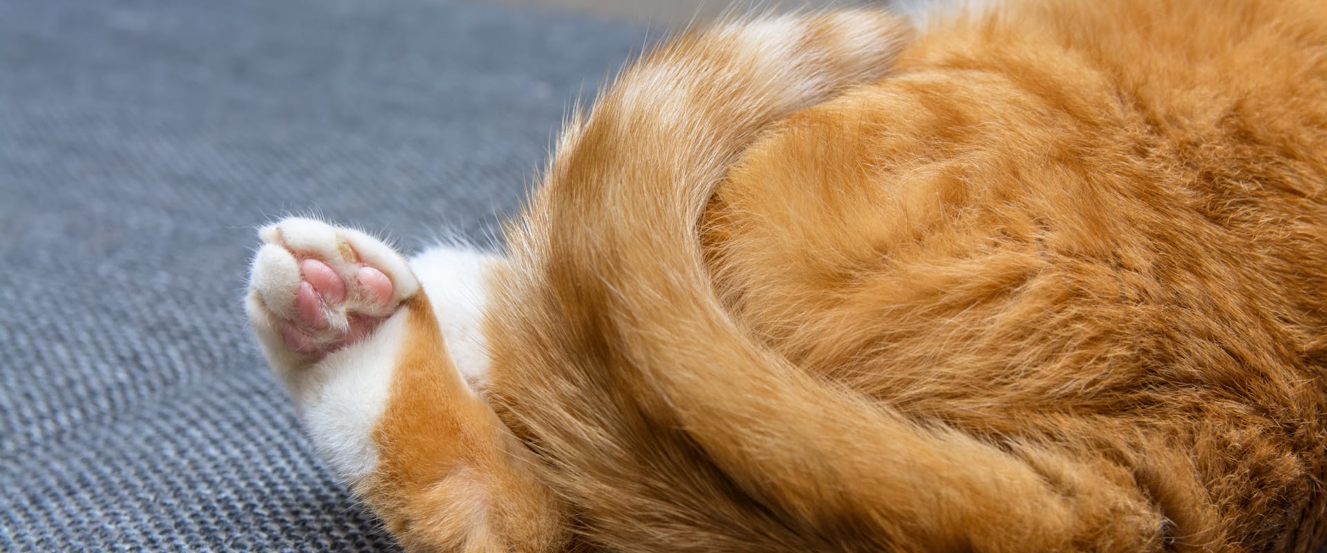 the back paws and cat tail of a ginger cat lying on a coach