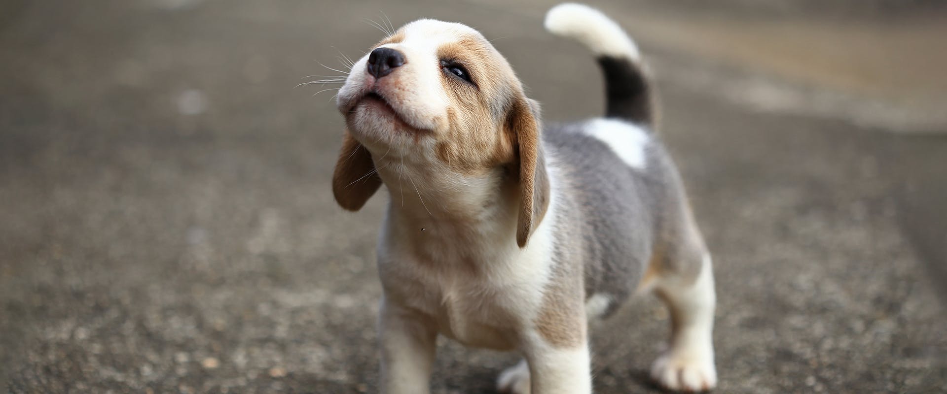 When is a dog not a puppy anymore? A cute Beagle puppy standing outside on a grey gravelled path, with his nose upturned towards the air