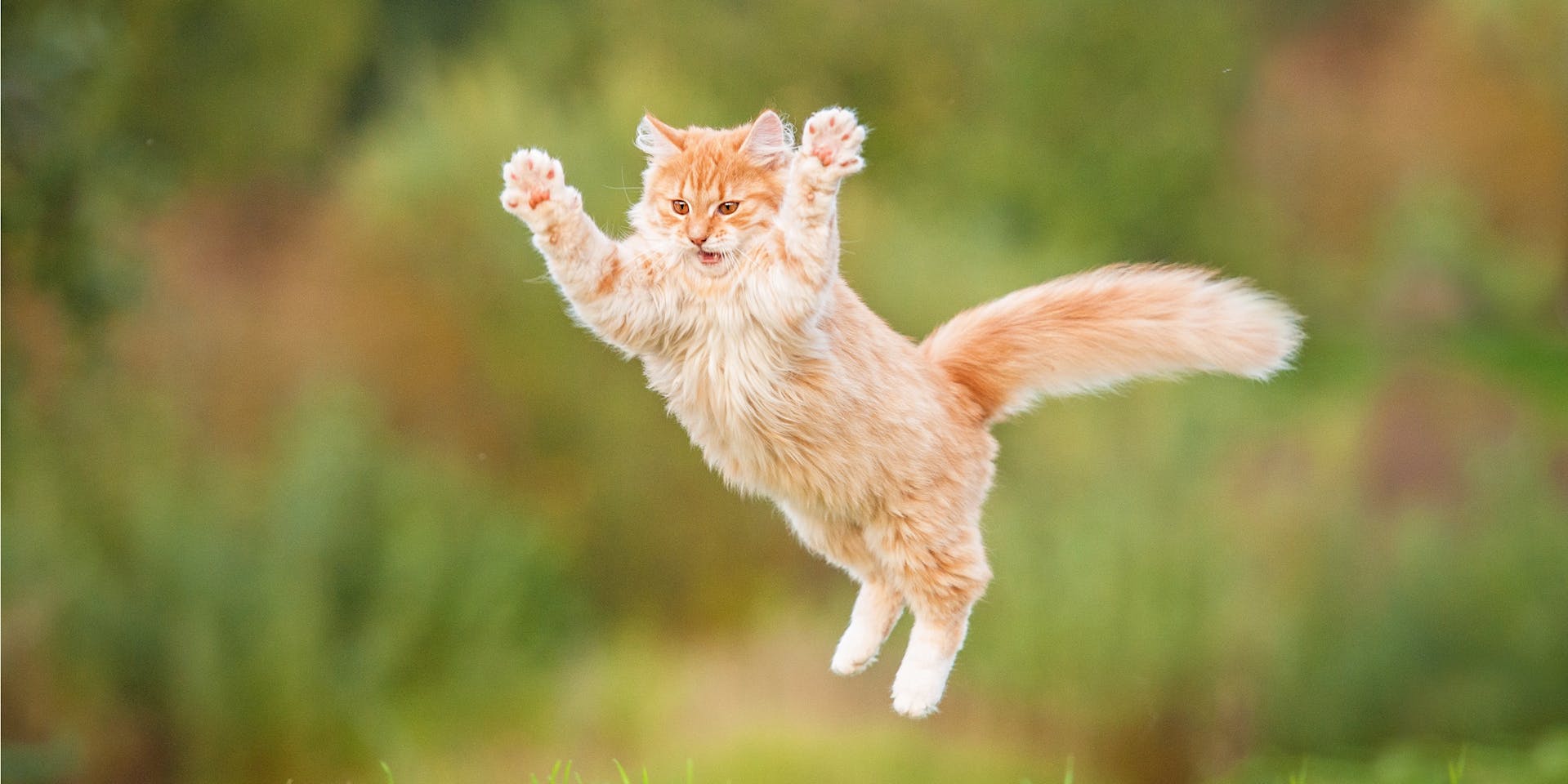Ginger cat jumping in a funny way