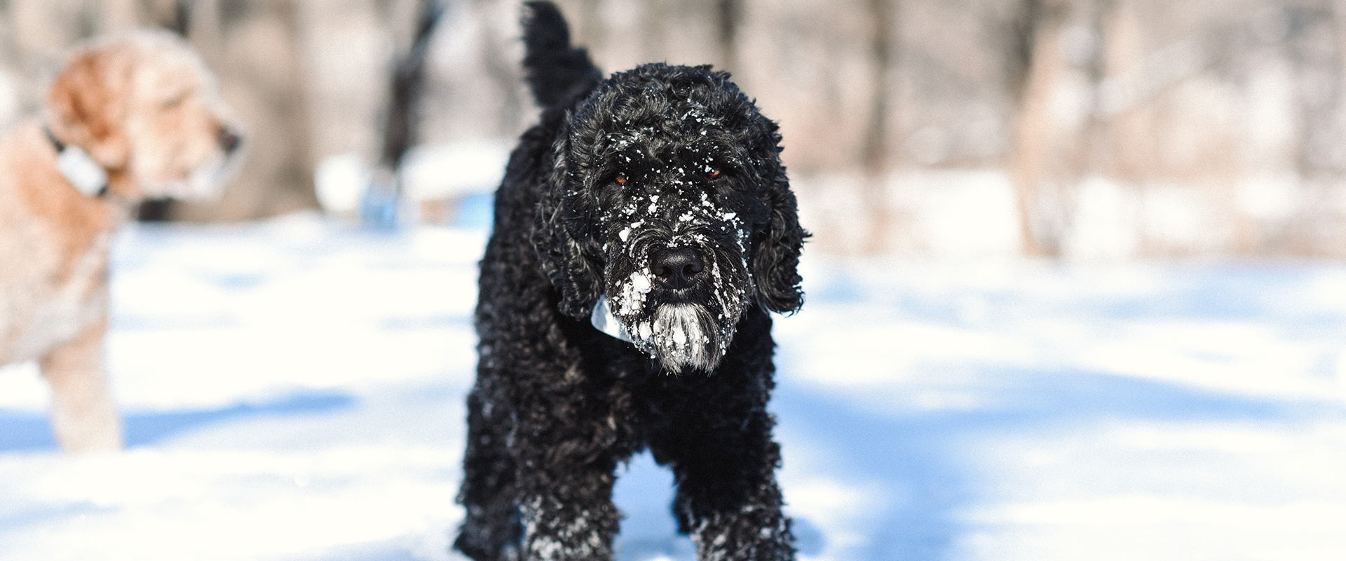 Saint Berdoodle standing in the snow