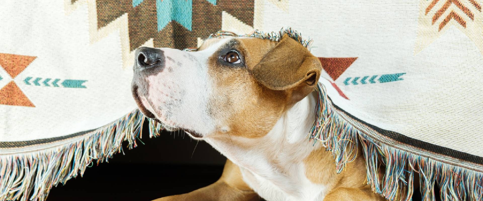 Do Fireworks Hurt Dogs Ears