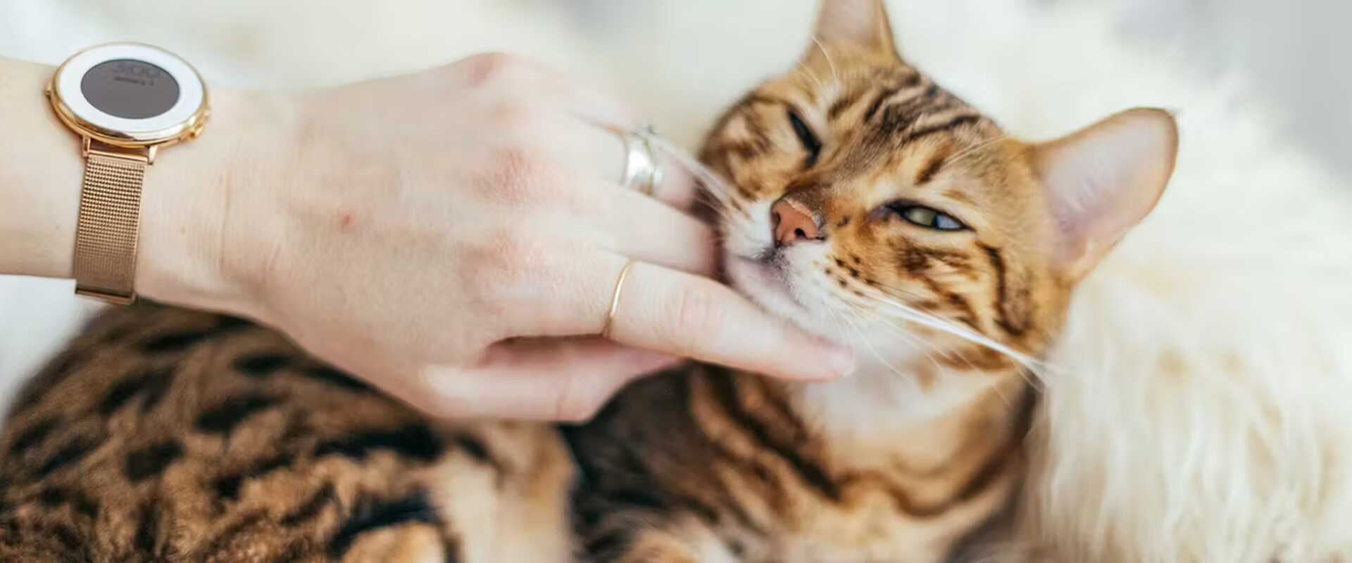 Cat being stroked by owner.