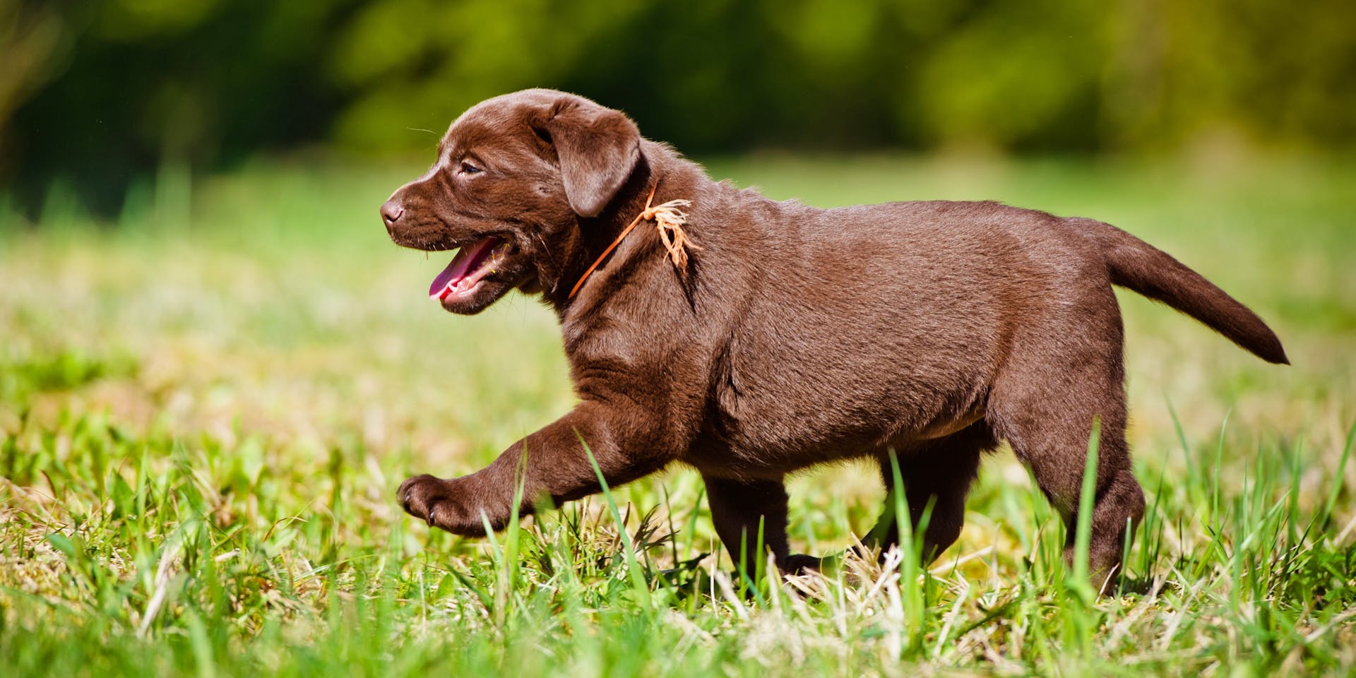 Chocolate lab puppy in a field.