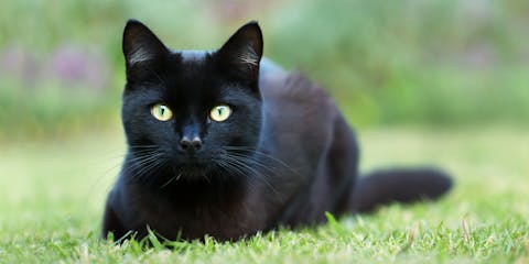 A black cat sitting on some grass.
