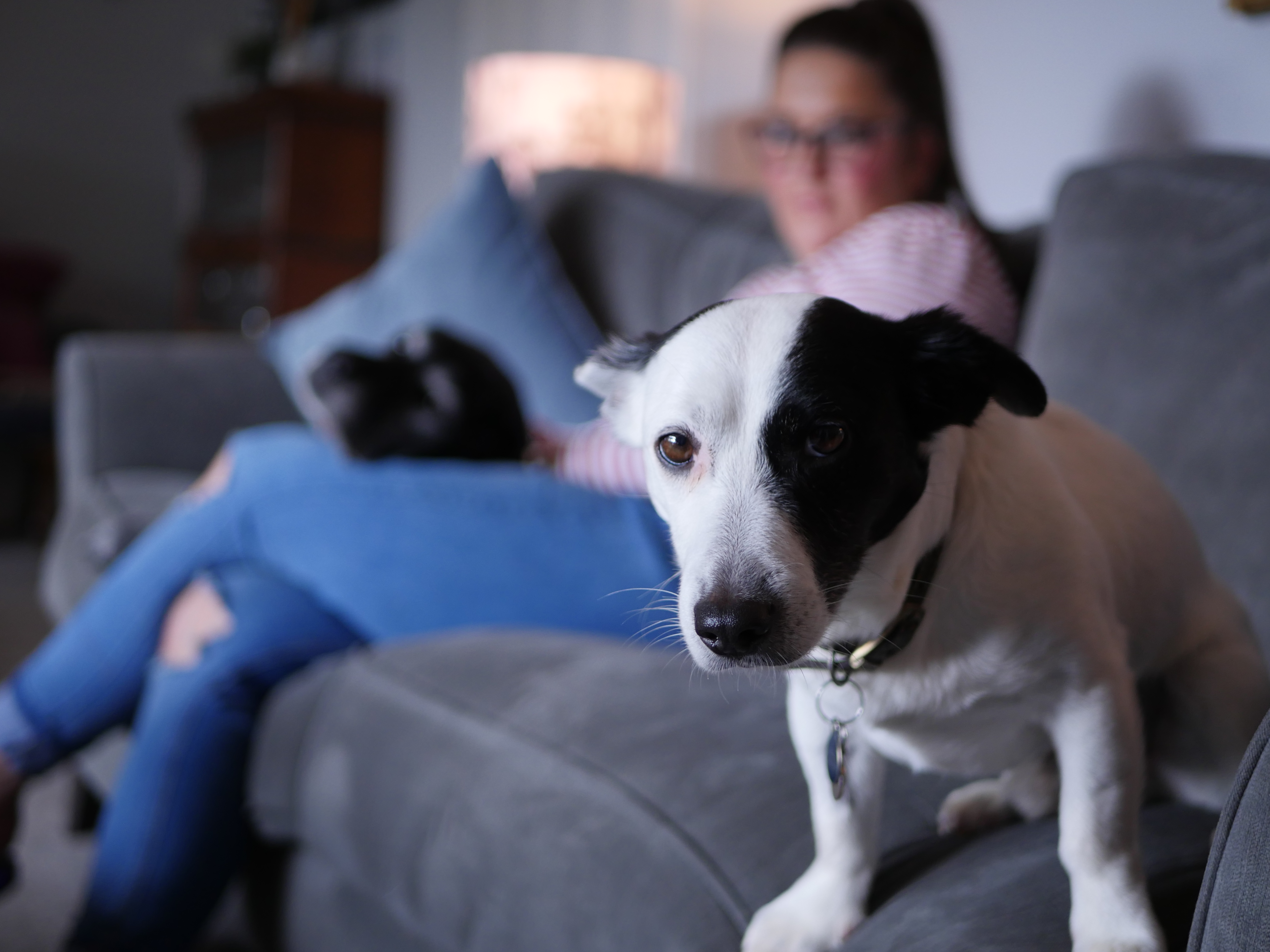 A small black and white dog looking at the camera