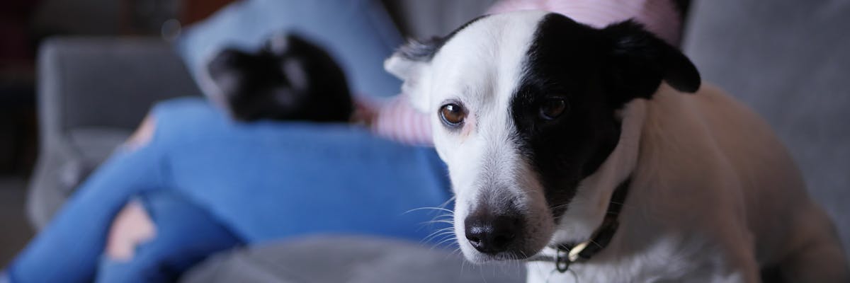 A small black and white dog looking at the camera