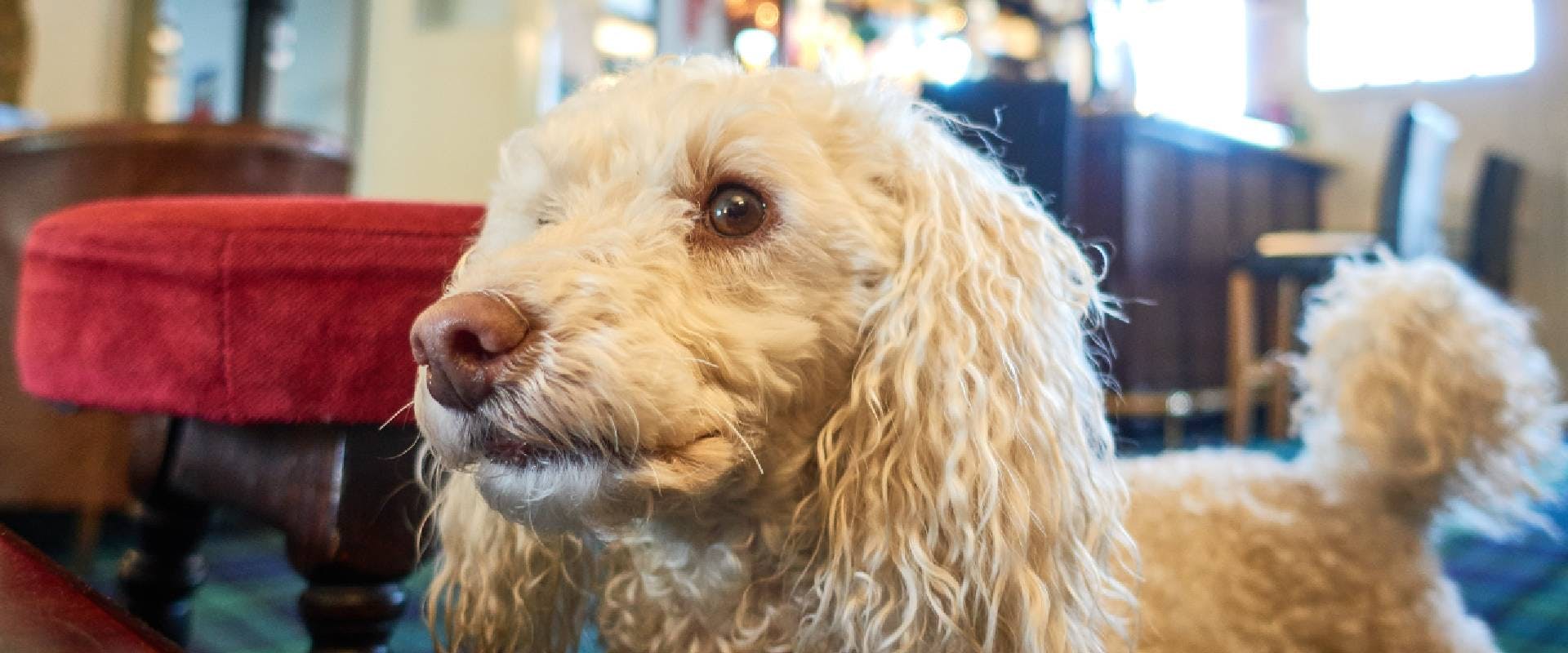 Miniature Poodle Pedigree Dog in Traditional Pub Close up with Tail up in the air