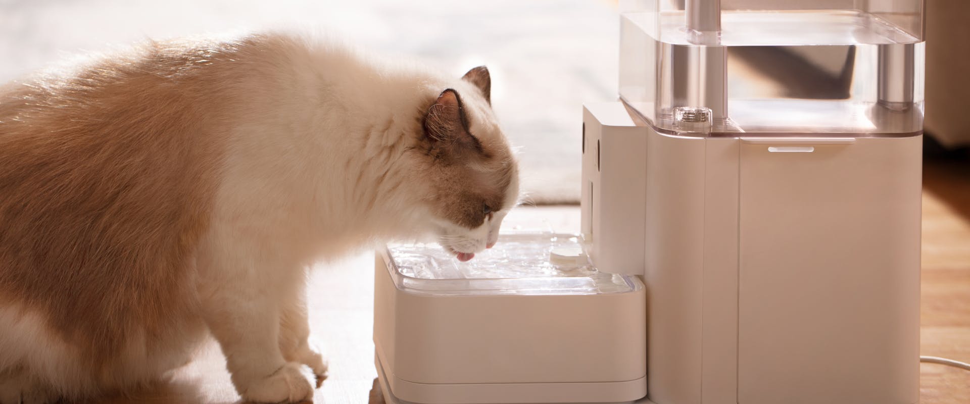 a dehydrated cat drinking from a white cat water dispenser