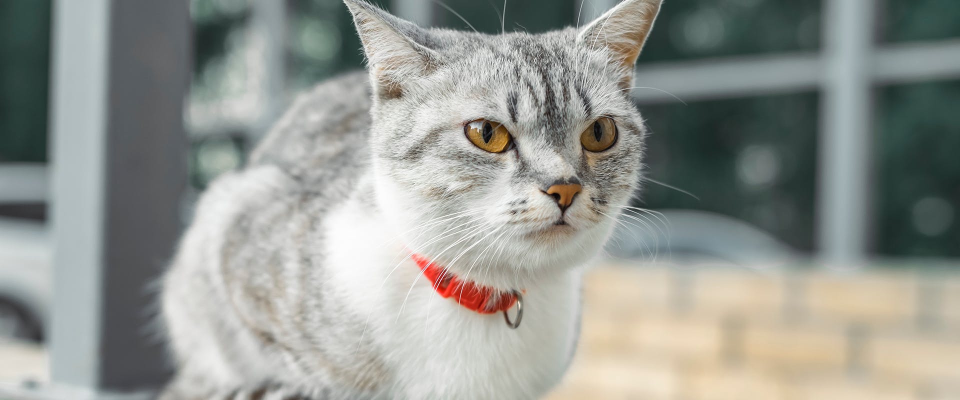 Rare cat breeds - an American Wirehair cat