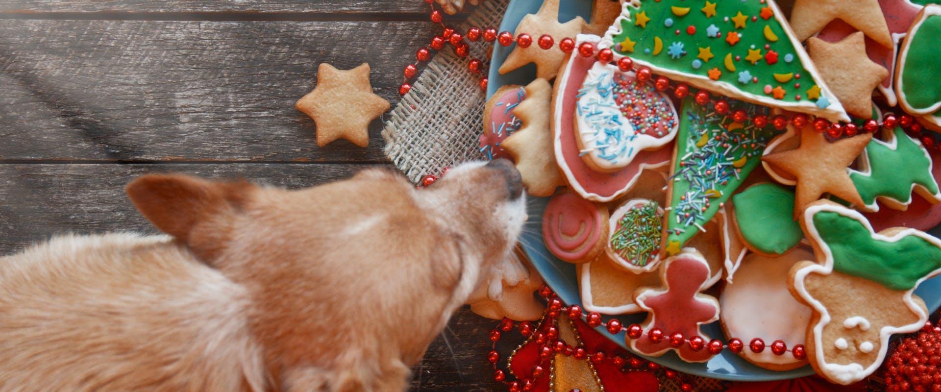 A dog with some dog Christmas cookies.