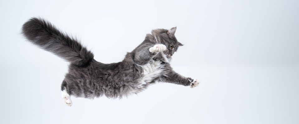 long haired cat preparing to land from a jump