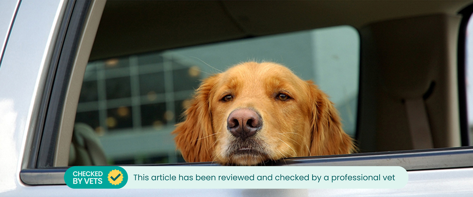 A dog sitting with its head out of a car window