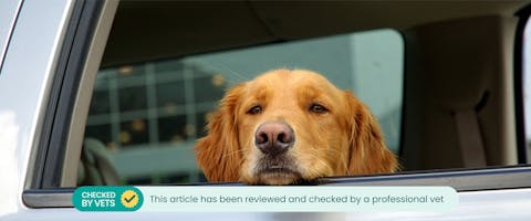 A dog sitting with its head out of a car window