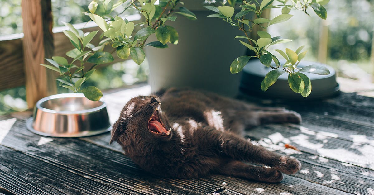 A cat basking in the sun, sitting next to a house plant