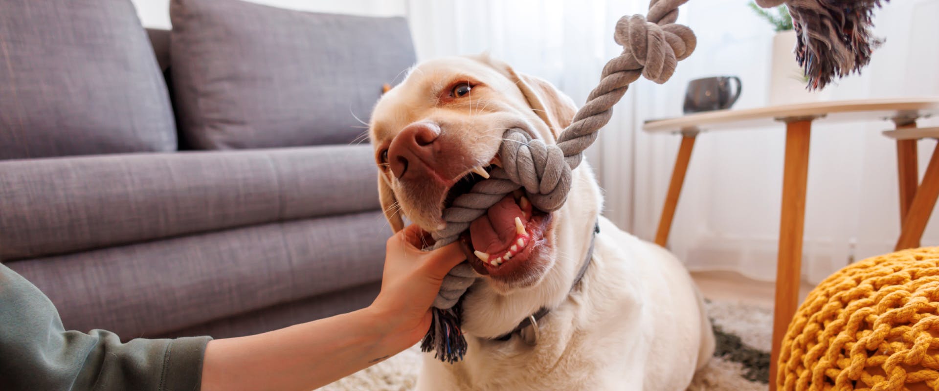 dog puzzles over how to wrestle this dog toy from a dog owner