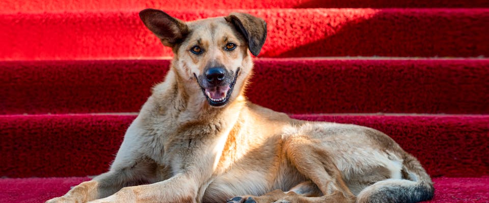 dog with a floppy ear sitting on the red carpet