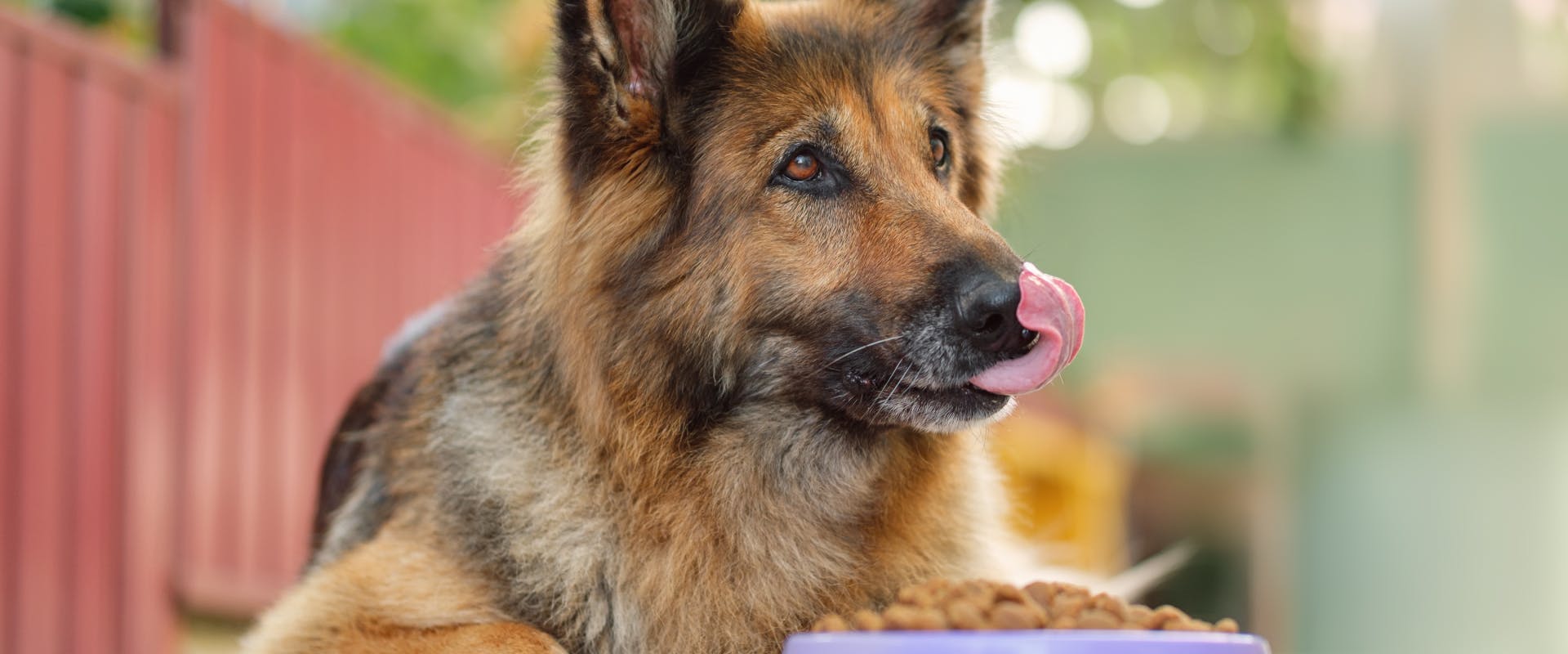 a german shepherd lying outside licking its mouth with a purple food bowl filled with dog food