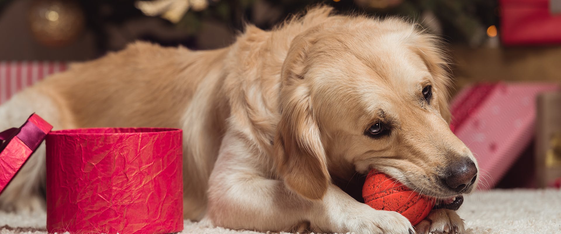 A dog chewing on a red ball, an open red present box to its right