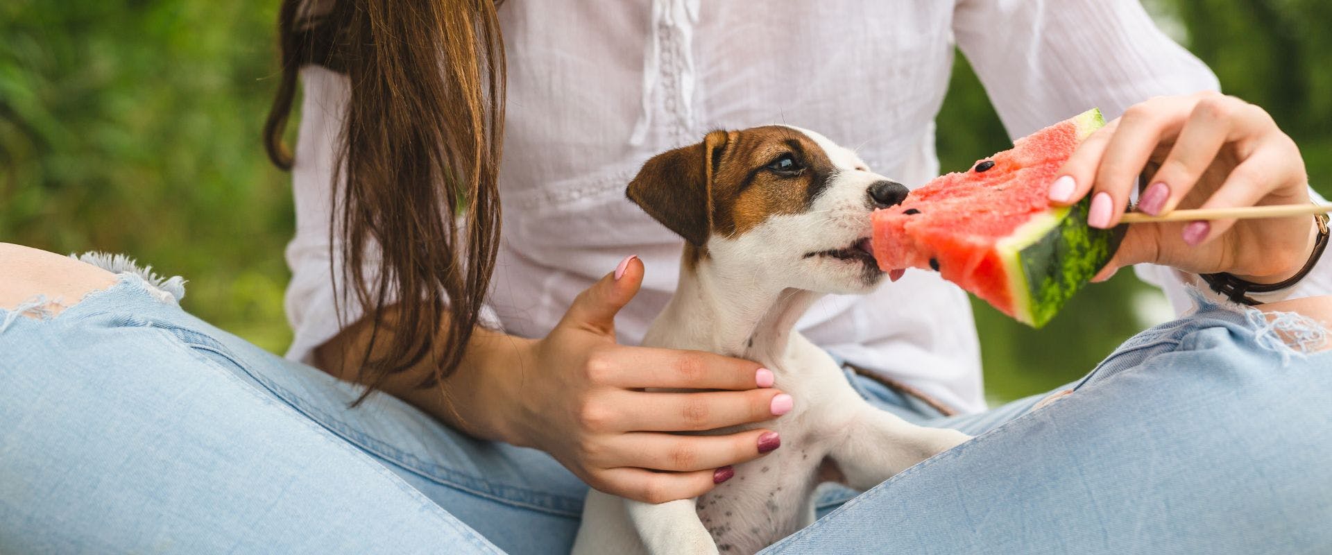 Jack Russell dog eating watermelon