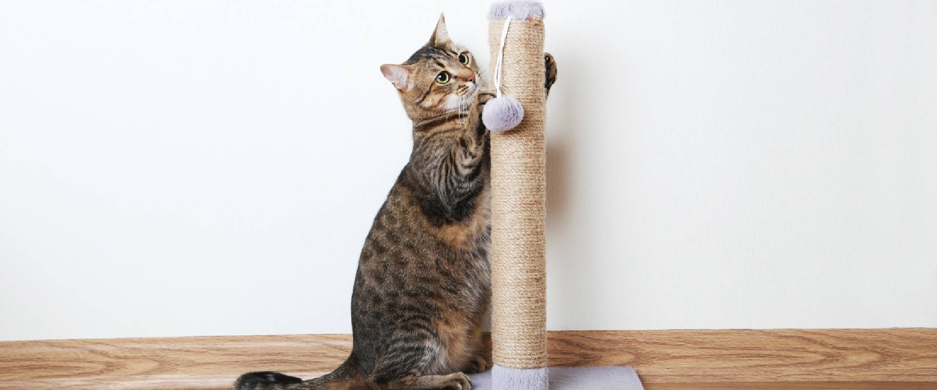 Cat on a scratching post
