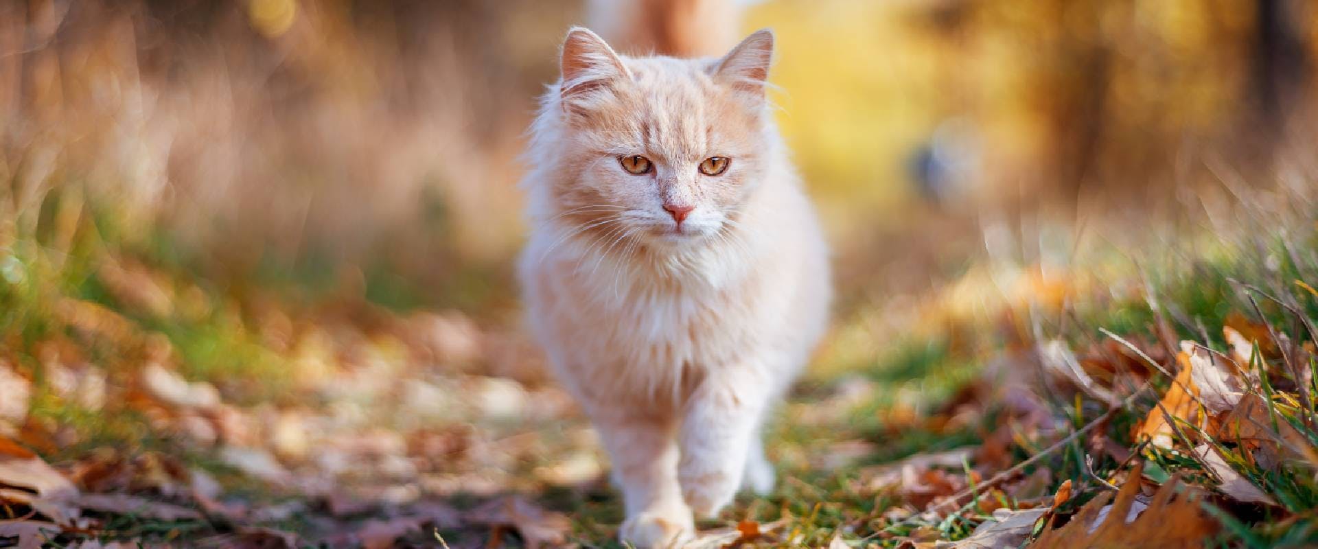 Ginger cat walking alone in the woods