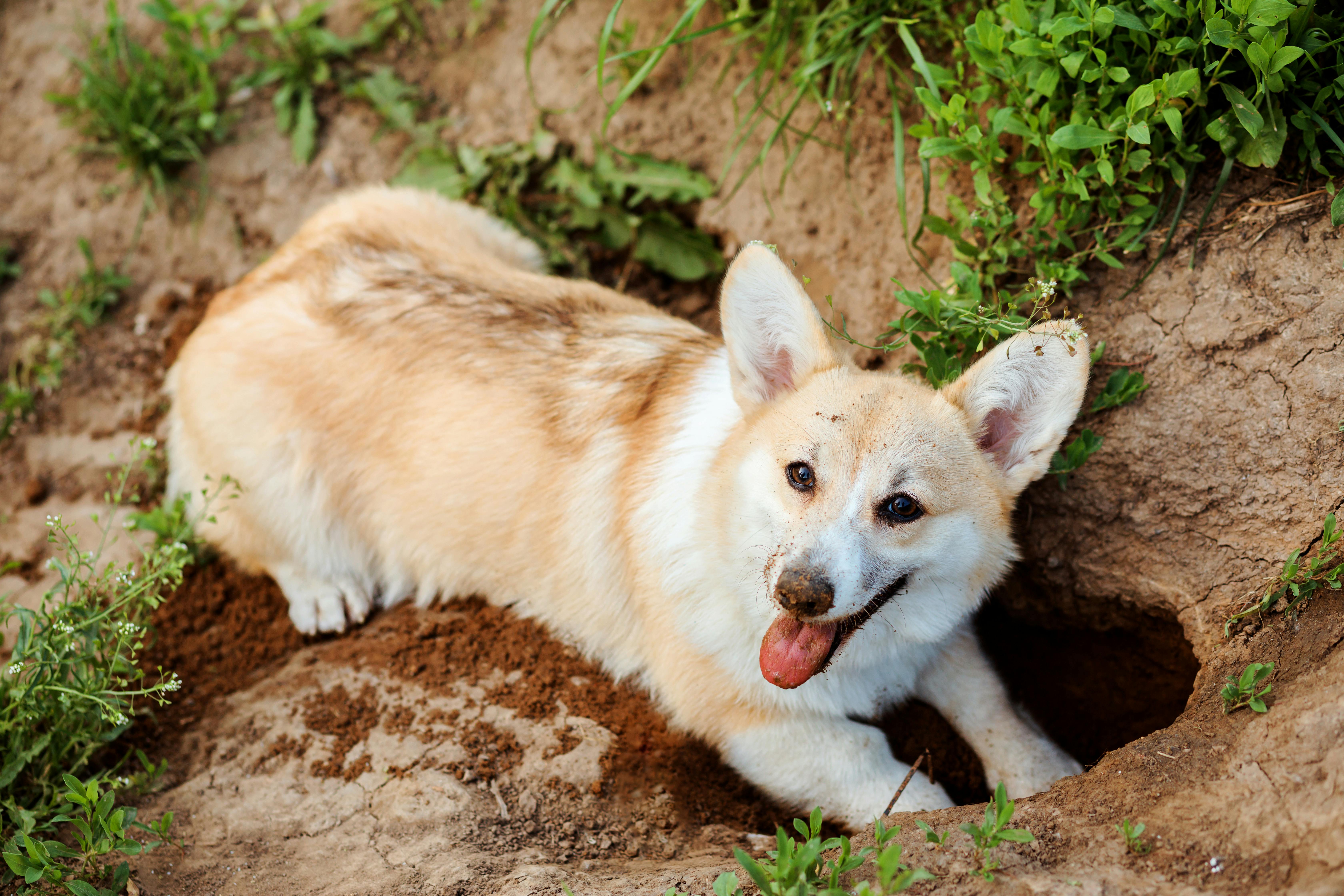 do dogs grow out of digging holes