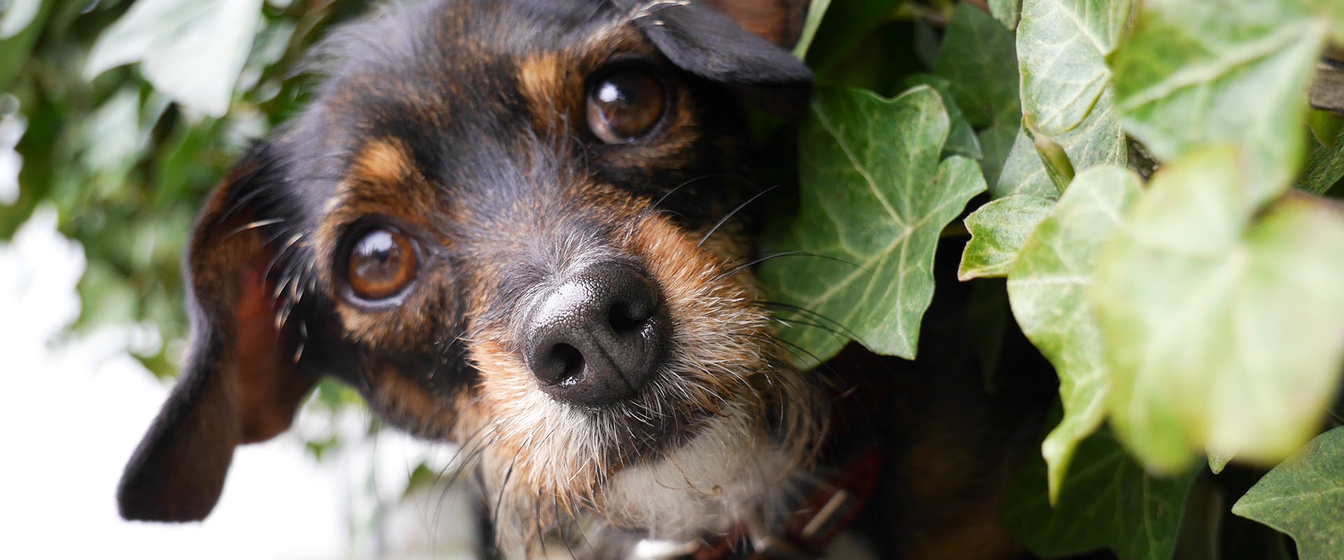A dog surrounded by an ivy plant