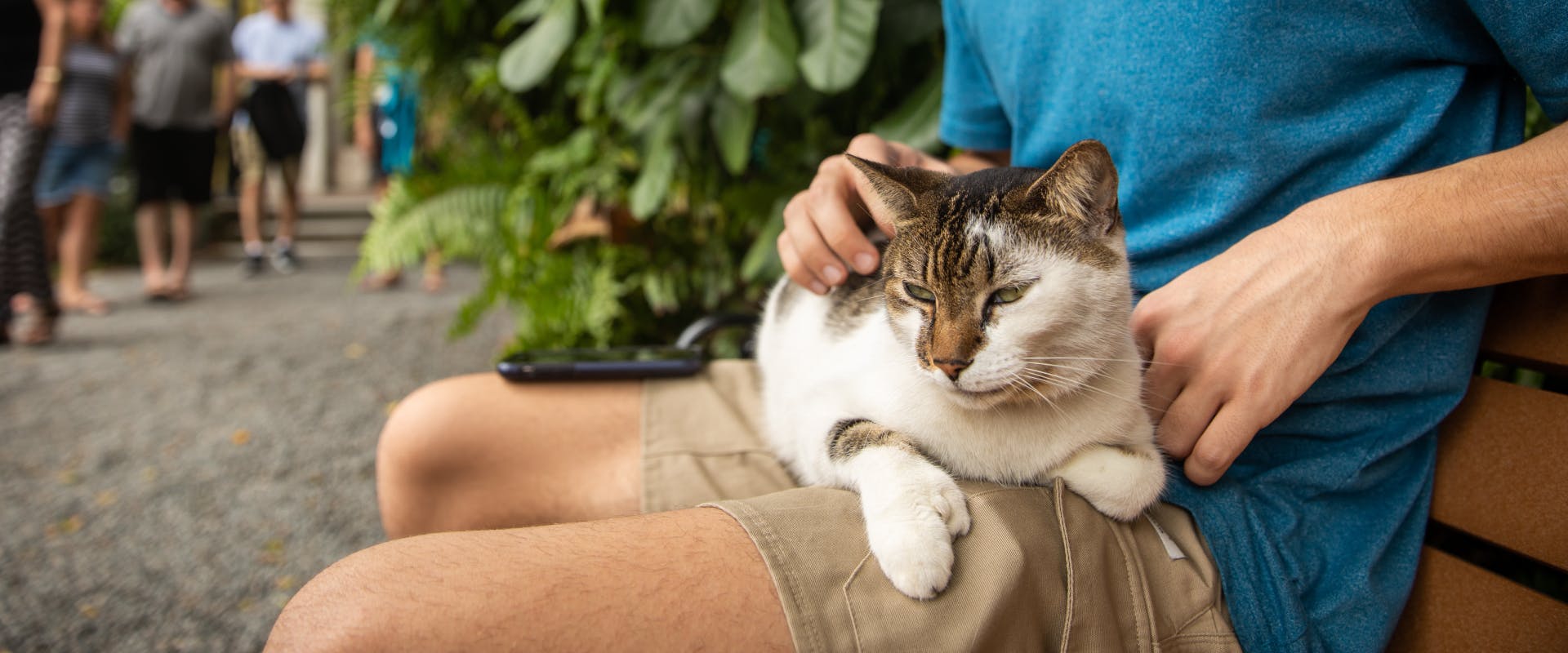 polydactyl cat sat on a person's lap in a park