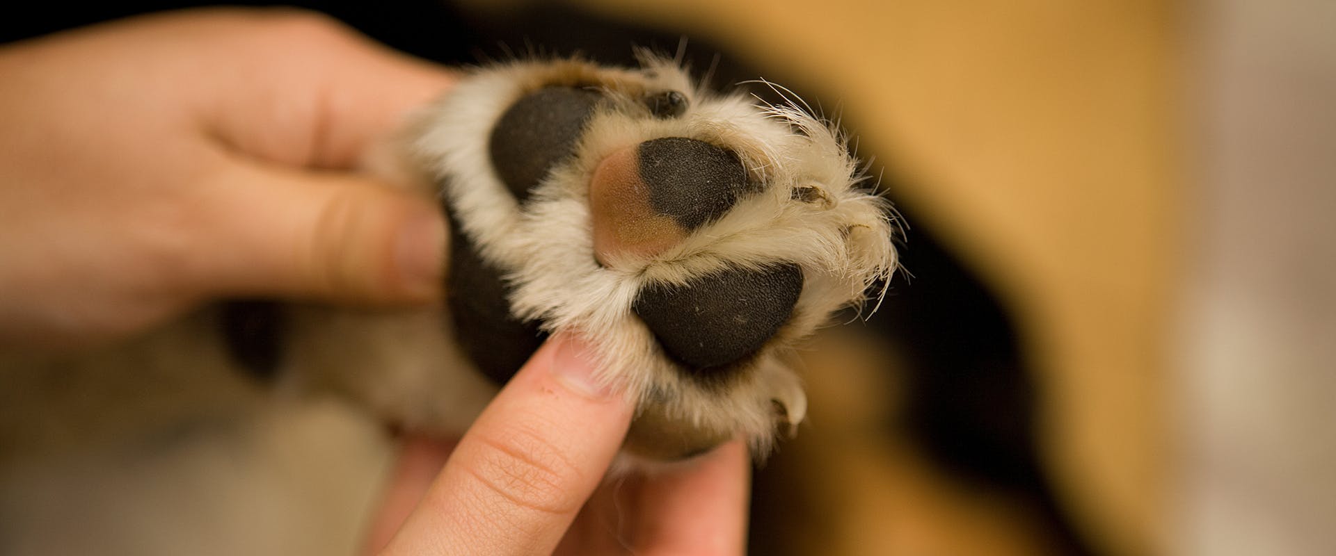 A person's hand inspecting a dog's paw
