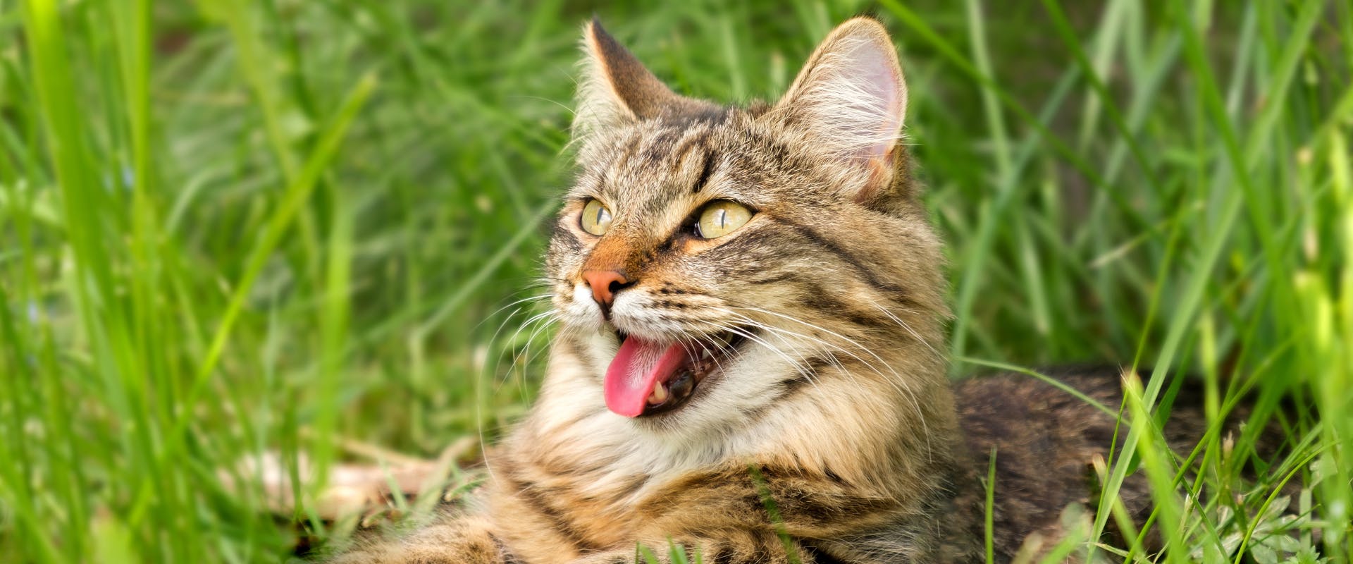 a long haired tabby cat panting while lying in a patch of long grass