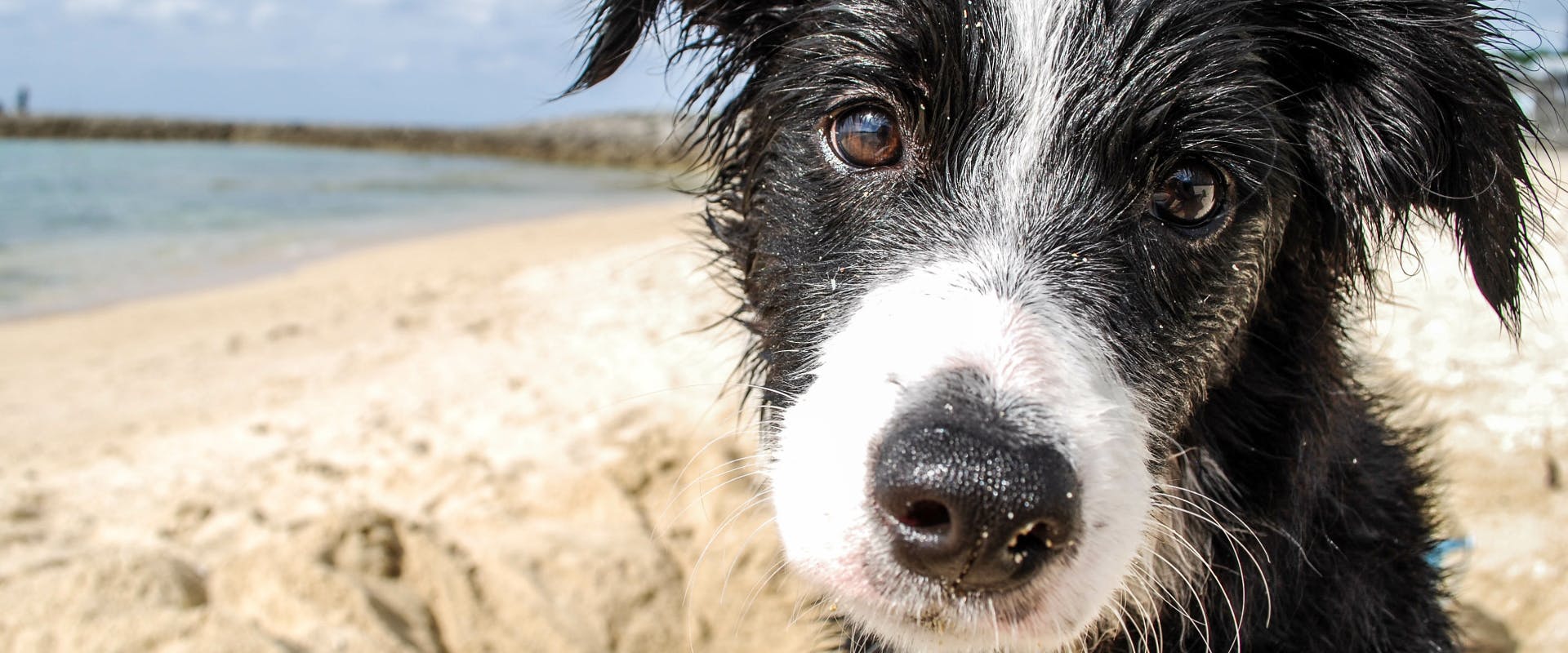 A close up of a dog at the beach.
