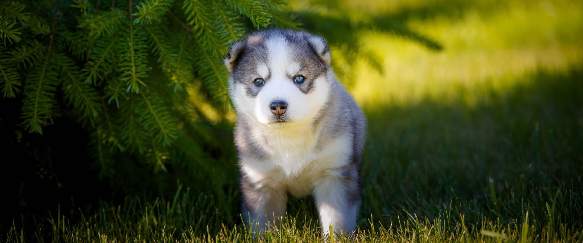 Husky puppy under a tree in a field