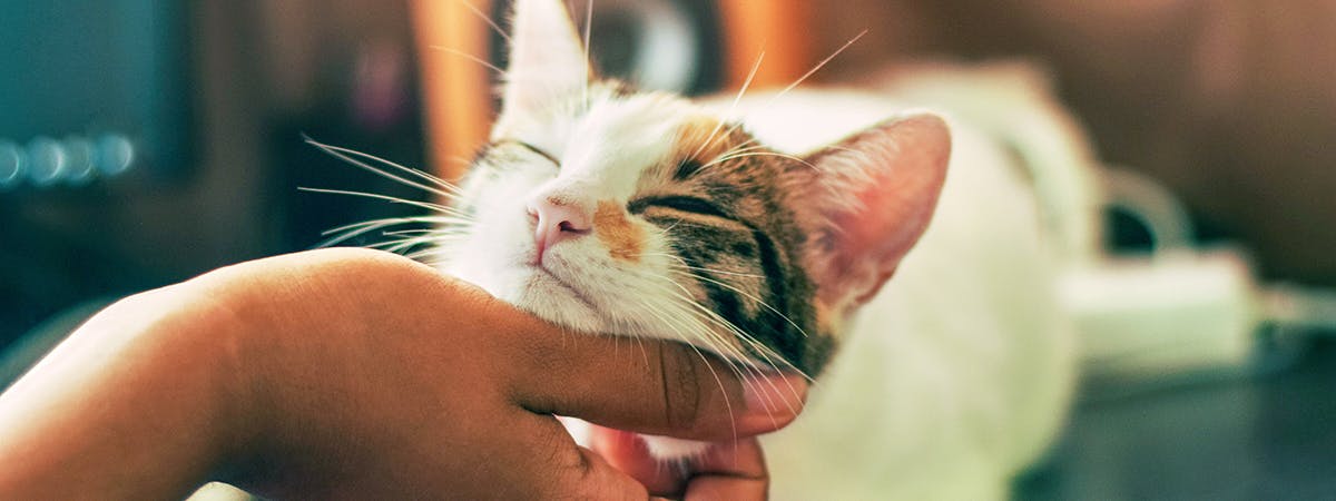 Cat having its chin scratched