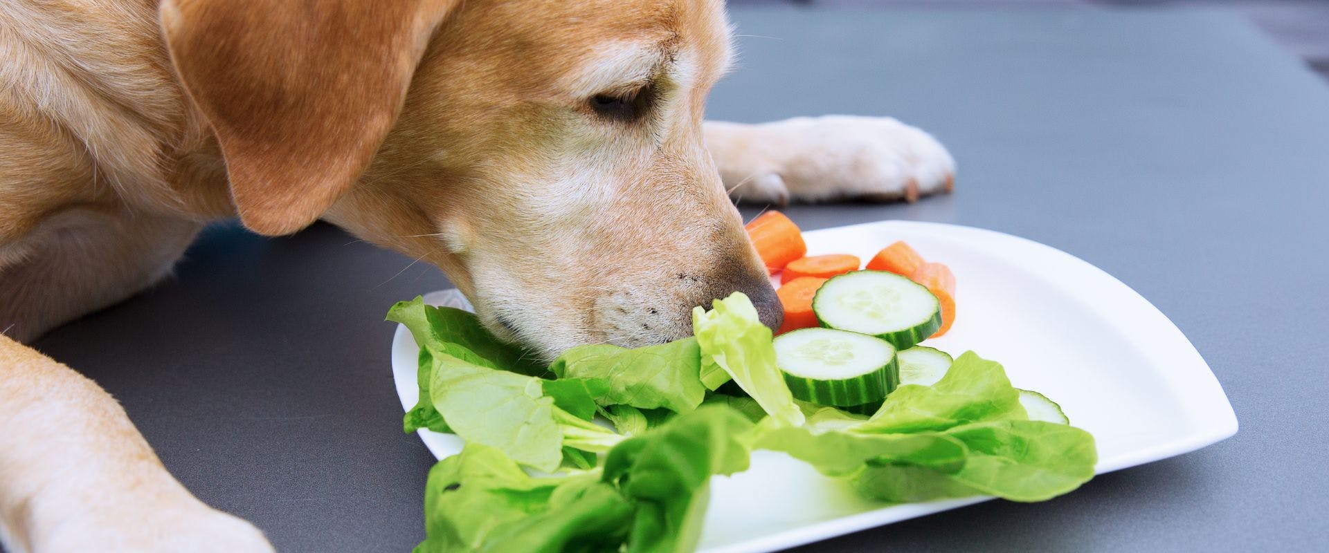 Labrador sniffing cucumber, lettuce and carrot