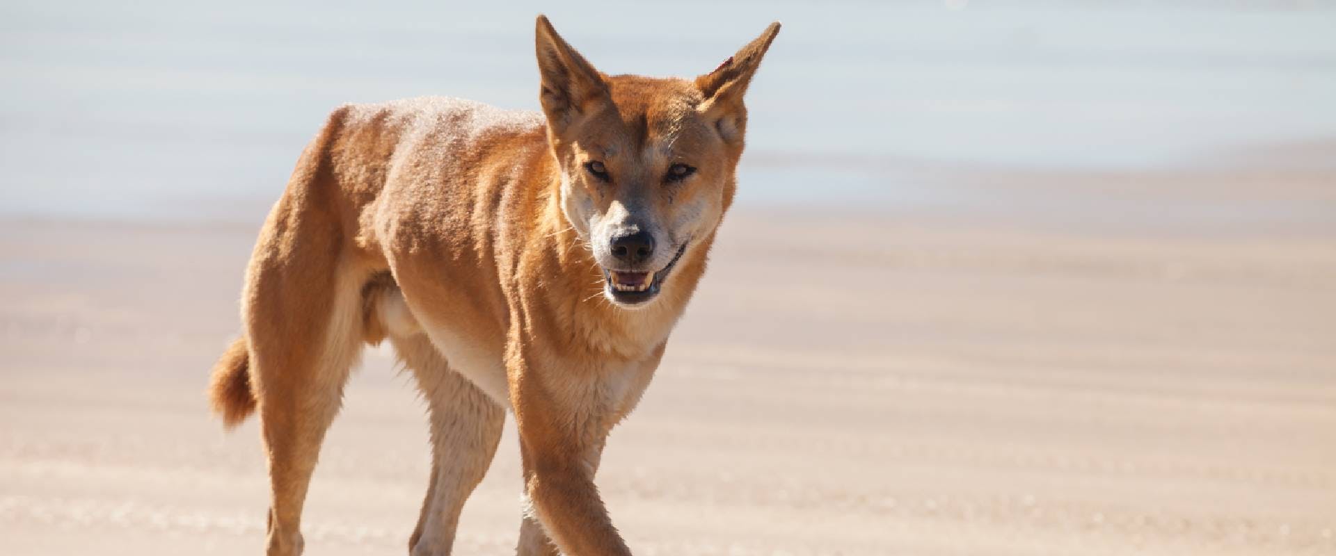 Dingo on a beach
